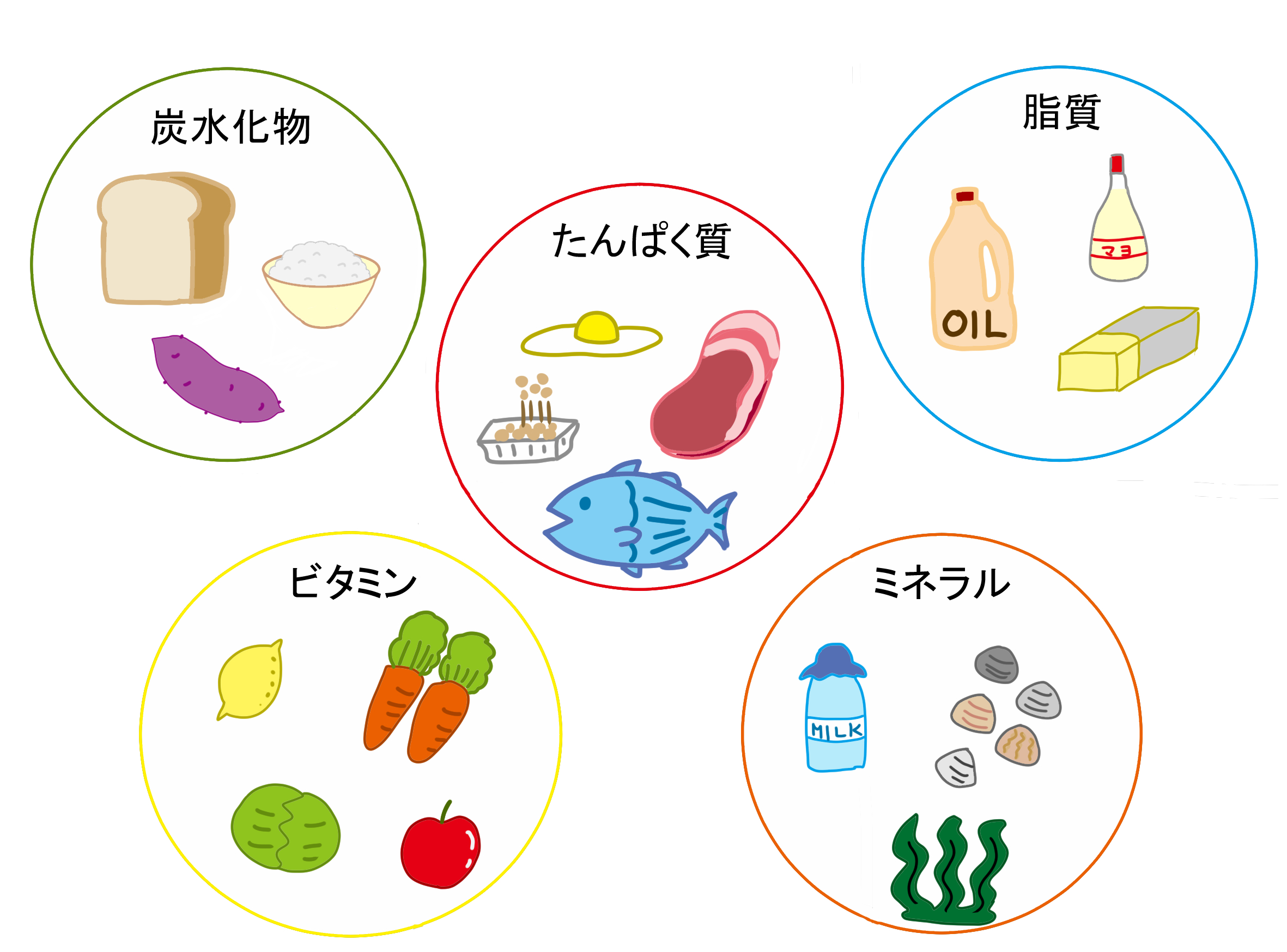 食べた物でしか体は作られない