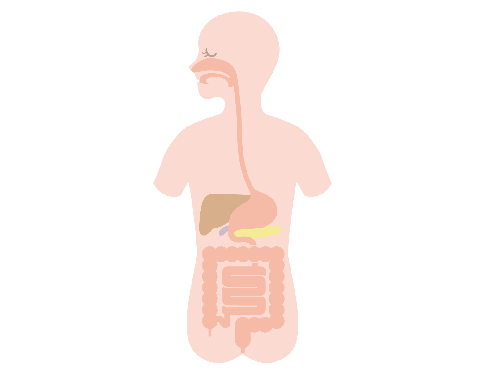 食べた物はどうやって体の中を通っていくの？